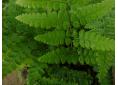 Dryopteris remota