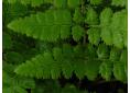 Dryopteris remota