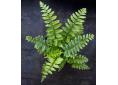 Dryopteris scottii