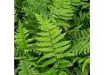 Dryopteris scottii