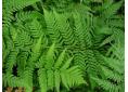 Dryopteris stewartii