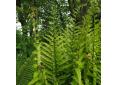 Dryopteris tokyoensis