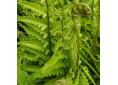 Dryopteris tokyoensis