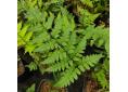 Dryopteris uniformis