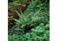 Dryopteris wallichiana