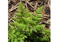 Gymnocarpium dryopteris