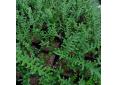 Polypodium cambricum 'Hornet'