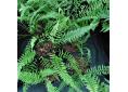 Blechnum australe subsp. auriculatum