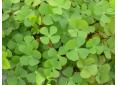 Marsilea quadrifolia water clover fern