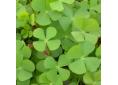 Marsilea quadrifolia water clover fern