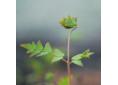 Osmunda regalis 'Purpurascens'