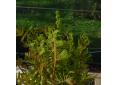 Osmunda regalis var. spectabilis