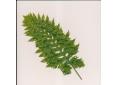 Polypodium cambricum 'Barrowii'