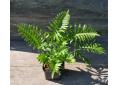 Polypodium 'Whitley Giant'