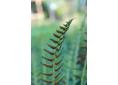 Polystichum acrostichoides