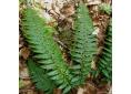 Polystichum aculeatum