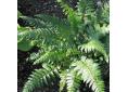 Polystichum makinoi