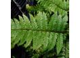 Polystichum makinoi