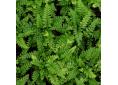 Polystichum makinoi