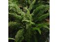 Polystichum setiferum 'Nantes'