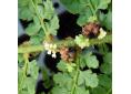 Polystichum setiferum 'Nantes'