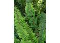 Polystichum setiferum 'Nantes'