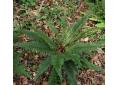 Polystichum neolobatum