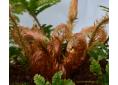 Polystichum polyblepharum