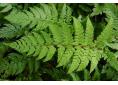 Polystichum rigens