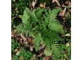 Polystichum rigens