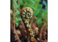 Polystichum setiferum