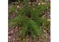 Polystichum setiferum 'Herrenhausen'