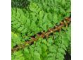 Polystichum setiferum Tripinnatum Group