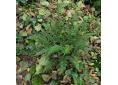 Polystichum tsus-simense