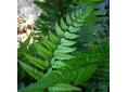 Polystichum tsus-simense