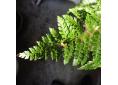 Polystichum x dycei