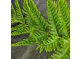 Pteris dentata