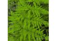 Pteris tremula