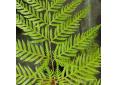 Pteris tremula