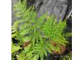 Pteris tremula