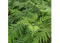 Pteris wallichiana