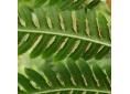 Pteris wallichiana