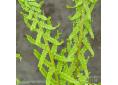 Athyrium filix-femina 'Dre's Dagger'