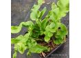 Asplenium scolopendrium 'Undulatum'