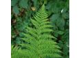 Athyrium filix-femina