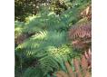 Pteridium aquilinum, fougère-aigle