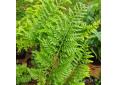 Polypodium vulgare 'Trichomanoides Backhouse'