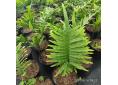 Polypodium cambricum 'Macrostachyon'