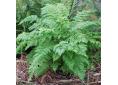 Athyrium filix-femina 'Vernoniae'