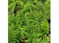 Polypodium cambricum 'Macrostachyon'